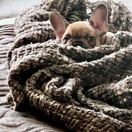 French Bulldog Puppies from Silver Maple Frenchies
