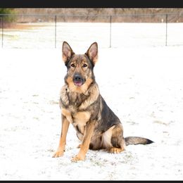 Emma - German Shepherd