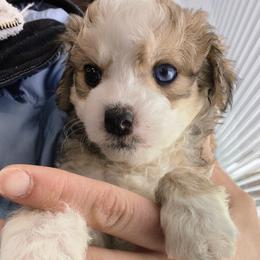 Teddy - White and chocolate male Chinese Crested puppy in Frederick, Maryland from Lovable Cresteds