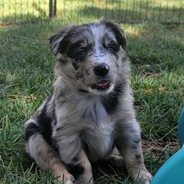 Ridge - Blue merle male Australian Shepherd puppy in Lubbock, Texas from Barn Raised Aussies