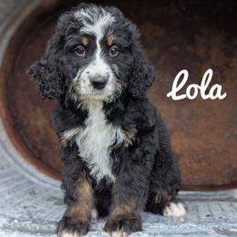 Lola - Tri-color female Bernedoodle puppy in Lancaster, Minnesota from Richardville Hunde