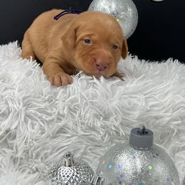 Purple collar - Yellow female Labrador Retriever puppy in Heath Springs, South Carolina from Rich Hill Retrievers