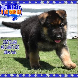 MILTON BERLE - Black and tan male German Shepherd puppy in Murrieta, California from Diamond Oaks German Shepherds
