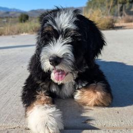 Neville Longbottom - Tri-color male Bernedoodle puppy in Indianola, Utah from Little Bear Bernedoodles