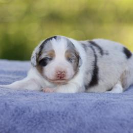 Bmf - Blue merle female Australian Shepherd puppy in Stephenville, Texas from Diamond H Aussies