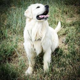 Lemonade - Golden Retriever