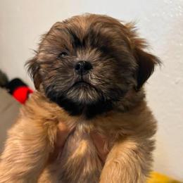 Buttercup - Gold female Shih Tzu puppy in Azusa, California from RJ Shih Tzu lover