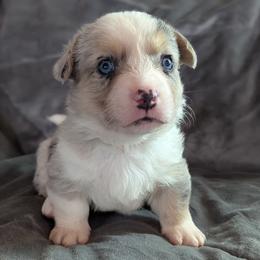 AKC Cardigan Boy 'Dash - Blue merle and white male Cardigan Welsh Corgi puppy in Tombstone, Arizona from WeVolution Off-Grid