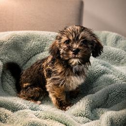 Shorkie Puppies from Stephen DosReis