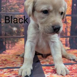 Goldendoodle, Golden Retriever, Labradoodle, and Labrador Retriever Puppies from Robertson's Retrievers and Doodles