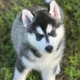 Male 2 - Black tan and white male Siberian Husky puppy in (Formally Lake Lillian, Minnesota) Old Fort, North Carolina from Antler Creek Siberians