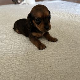 Dachshund Puppies from L & J Kennel
