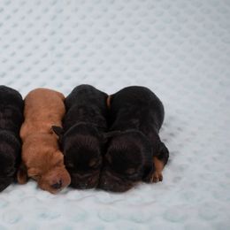 Cavapoos and Cockapoos from Medley Meadows