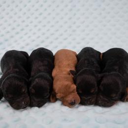 Cavapoos and Cockapoos from Medley Meadows