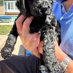 Double Doodle Puppies from Goldendoodle Labradoodle MIX !!!