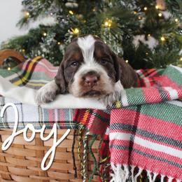 Joy - Liver white and tan female English Springer Spaniel puppy in Barnstead, New Hampshire from C & S Farms