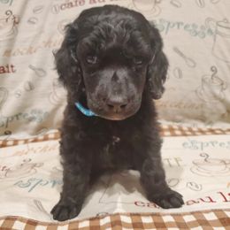 Cappuccino - Black male Poodle puppy in Lubbock, Texas from Hidden Gems