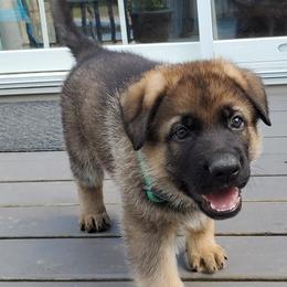 German Shepherd Puppies from Wind Dance German Shepherds