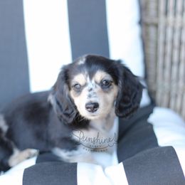 Dachshund Puppies from Sunshine Acres Dachshunds