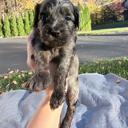 Ash - Merle male Cockapoo puppy in Clarks Summit, Pennsylvania from M&M Cockapoos