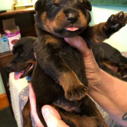 No name - Black and mahogany male Rottweiler puppy in Attleboro, Massachusetts from Von Teakwoods