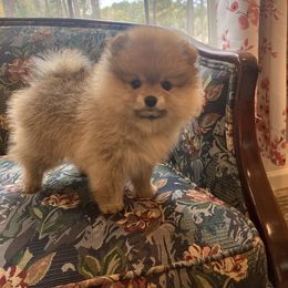 Pomeranian and Pomsky Puppies from High Quality Pomeranians
