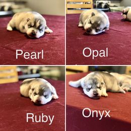 Siberian Husky Puppies from Umunhum