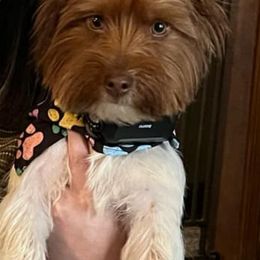 Sebastian - Yorkshire Terrier