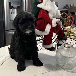 Whitey - Black male Australian Labradoodle puppy in East Granby, Connecticut from All-Spice Australian Labradoodles
