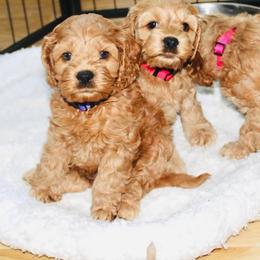 Cockapoo Puppies from Lulu's Cockapoos
