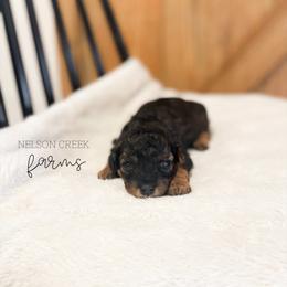 Sapphire - Black & tan female Maltipoo puppy in Huntsville, Texas from Nelson Creek Farms