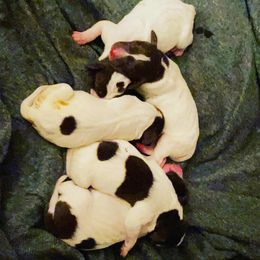 German Shorthaired Pointers from Shelly's American Bullys and Pointers