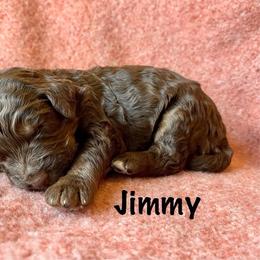 Jimmy - Chocolate merle male Bernedoodle puppy in Spring Valley, Wisconsin from Filipiak Breeders