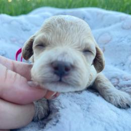 Lady - Cream female Cockapoo puppy in Bedford, Iowa from Our Father’s Doodles