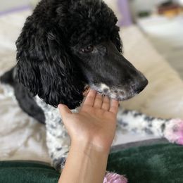 Bernedoodle All Grown Up from The Bernedoodle Villa