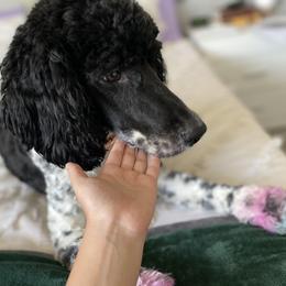 Bernedoodle All Grown Up from The Bernedoodle Villa