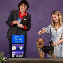 Stoney - Yorkshire Terrier