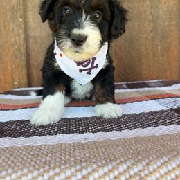 Raider - Black tri-color male Aussiedoodle puppy in Eastland, Texas from H5 Mini Doodles