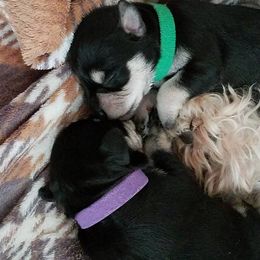 Miniature Schnauzer Puppies from Caesars Creek Miniature Schnauzers