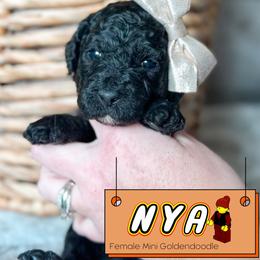 Nya - Black female Goldendoodle puppy in Redmond, Oregon from Bourbon and Lace Doodles