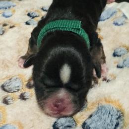 Green Collar - Chocolate male Shih Tzu puppy in Merrillville, Indiana from Gibbs Gorgeous Paws LLC