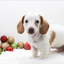 Male 1 - Piebald male Dachshund puppy in Childress, Texas from Taylor Farms