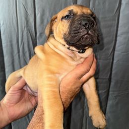 Black collar male - Red male Boerboel puppy in Rockford, Illinois from Adoraboerboels
