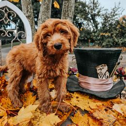 Queen of Hearts - Red  female Goldendoodle puppy in Everett, Washington from Big Top Doodles