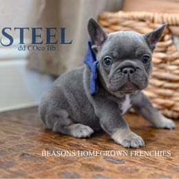 Steel - Blue male French Bulldog puppy in Blue Ridge, Texas from Beason’s HomeGrown Frenchies
