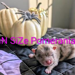 Candy - Chocolate merle female Pomeranian puppy in Tennessee from FuN SiZe Aussies/ AKC Pomeranians