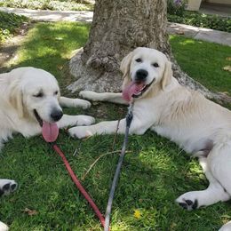 Golden Retriever All Grown Up from Golden Sensation Kennel