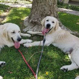 Golden Retriever All Grown Up from Golden Sensation Kennel