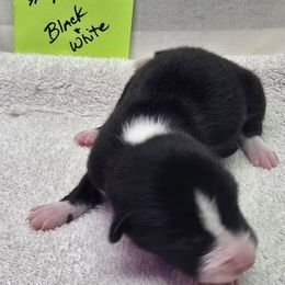 Girly girl 1 - Black and white female Basenji puppy in Caldwell, Texas from Candyce Witte