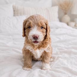 Rookie - Parti male Goldendoodle puppy in Columbia, South Carolina from Glittering Grace Goldendoodles